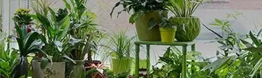 A collection of potted plants
