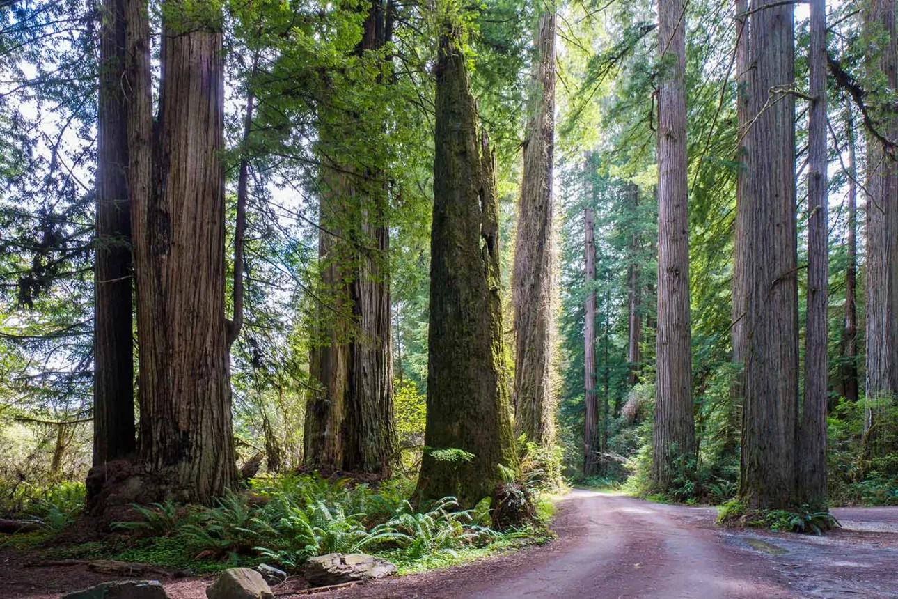 Walk Road Trail Loop