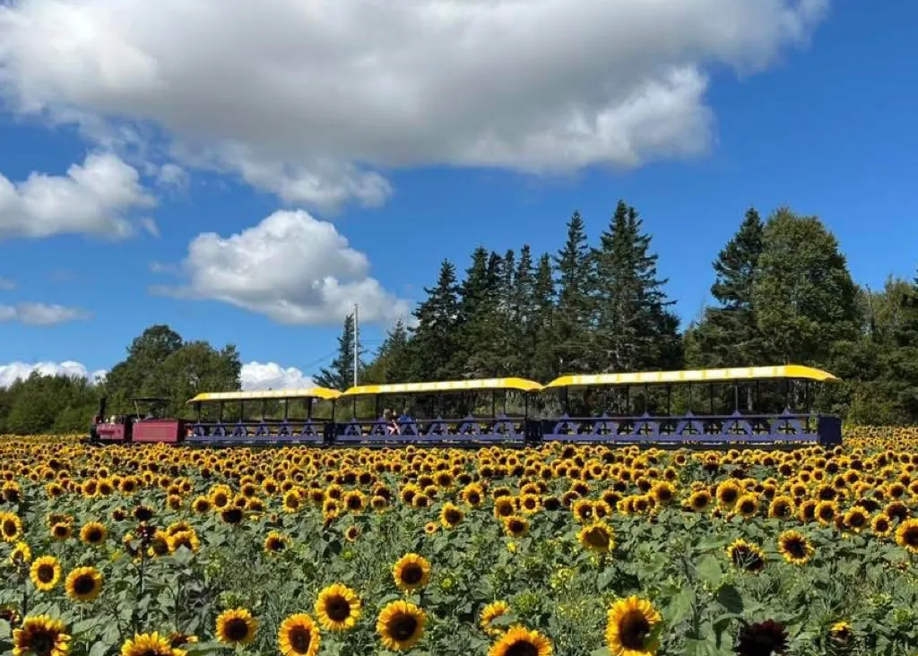 Trueman Blueberry Farms