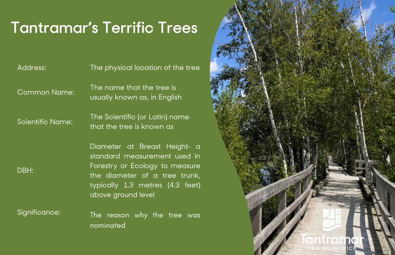 Description of the information for each tree