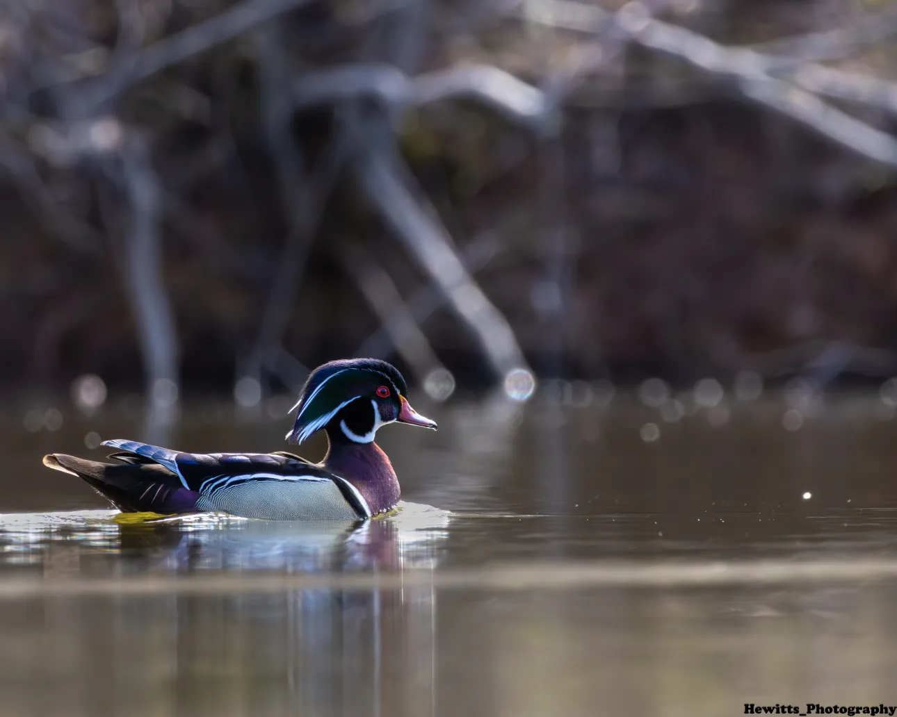 Wood Duck