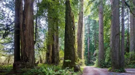 Walk Road Trail Loop