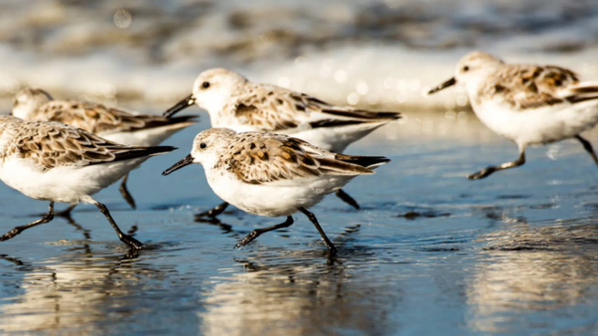 A photo of semi-palmated sandpipers on the beach